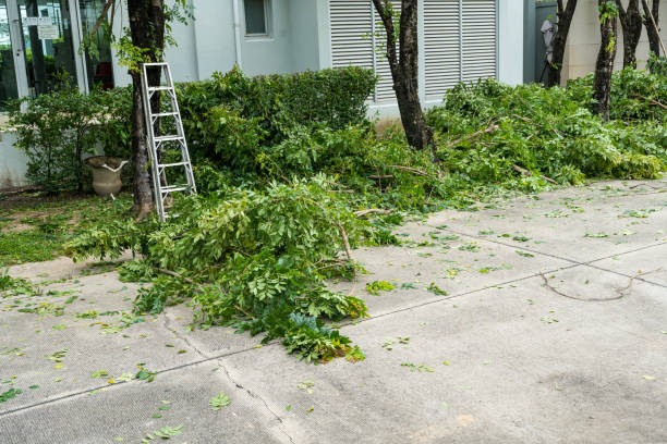 The Steps Involved in Our Tree Care Process in Westwood, PA